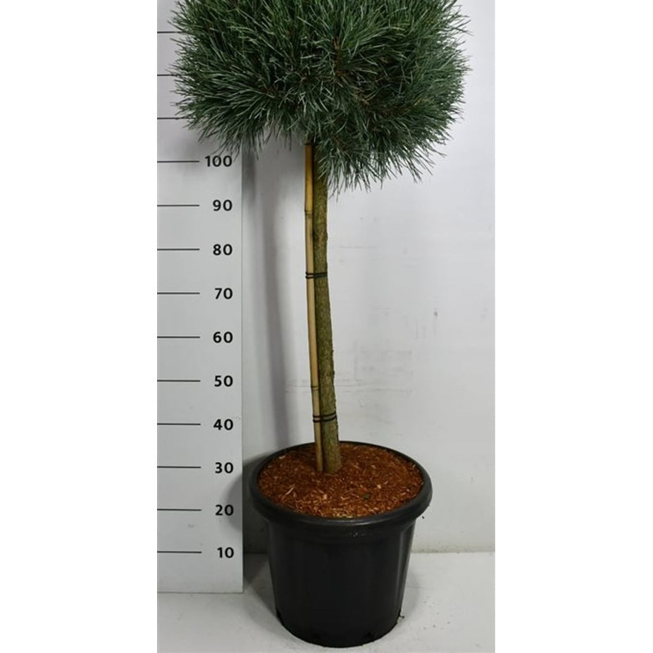 Tall – Pinus sylvestris 'Watereri' - C25 80 cm. Stam